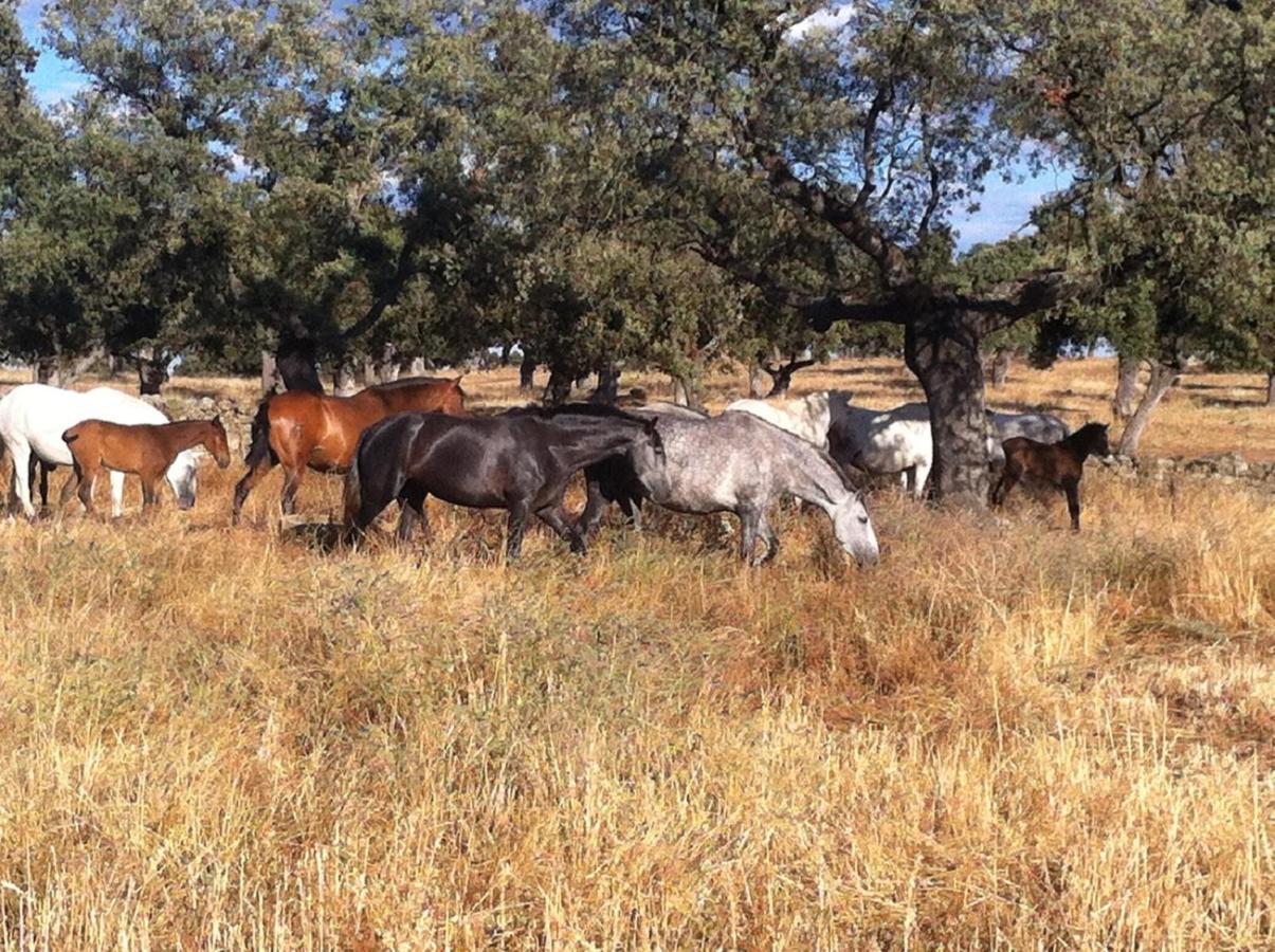 Cortijo Charcollana Βίλα Pozoblanco Εξωτερικό φωτογραφία