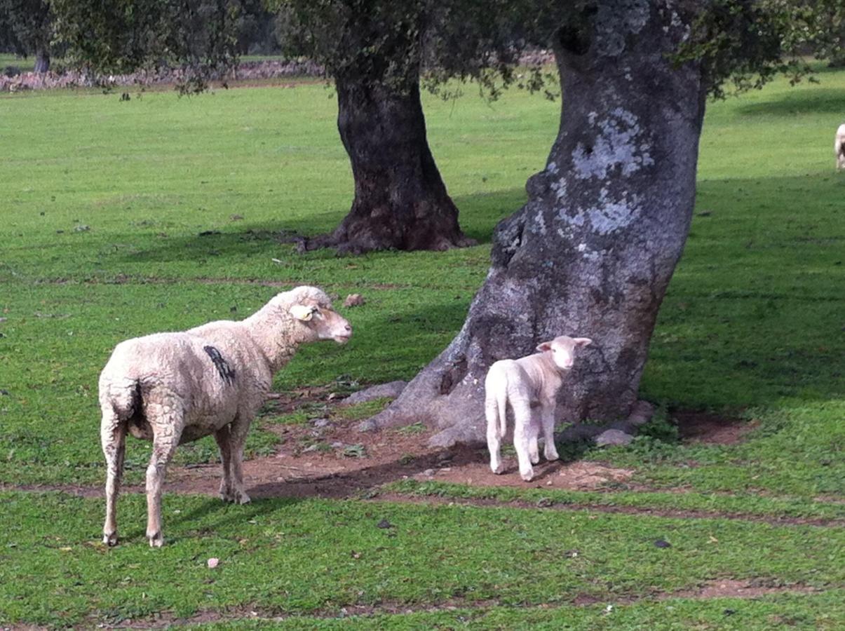Cortijo Charcollana Βίλα Pozoblanco Εξωτερικό φωτογραφία